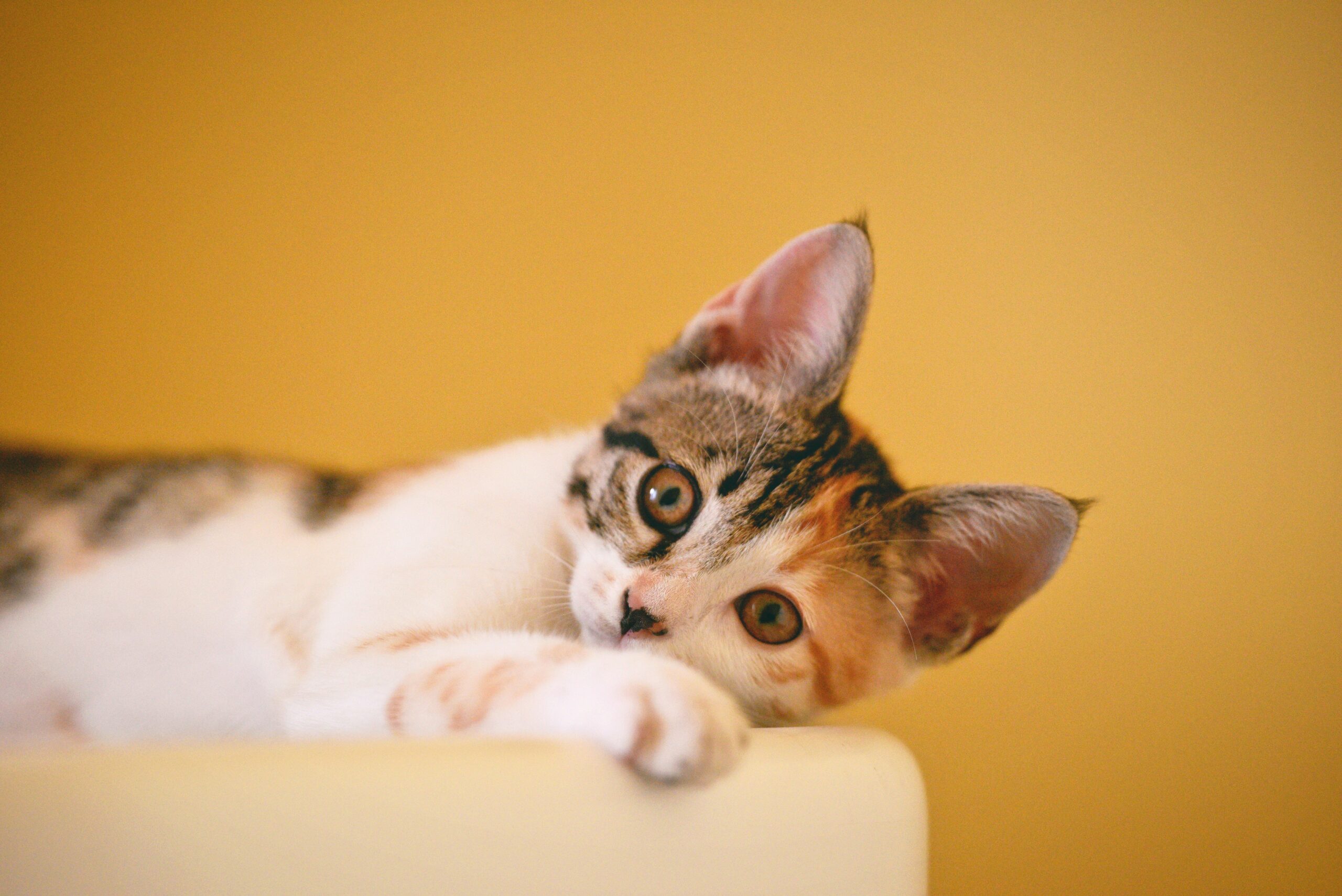 El gato, algo más que un animal de compañía