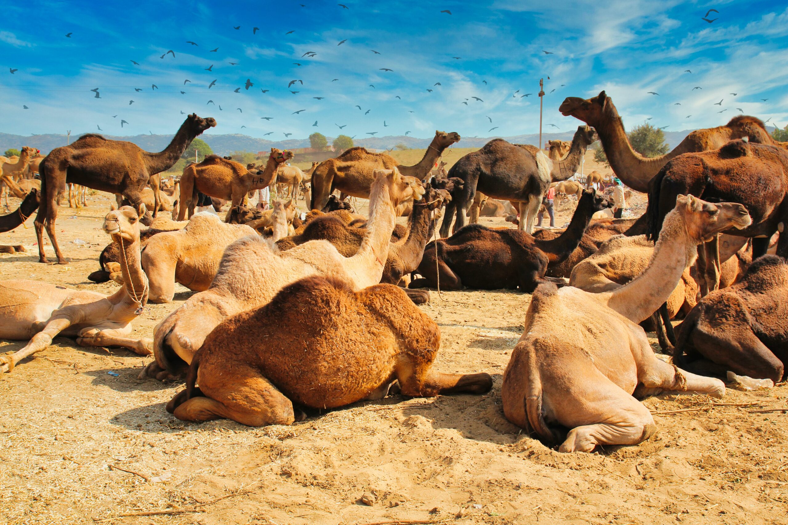 Camellos y dromedarios, animales entrañables pero también peligrosos