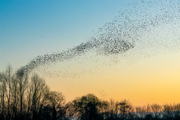 Estorninos, lo que no conoces sobre estos singulares pájaros