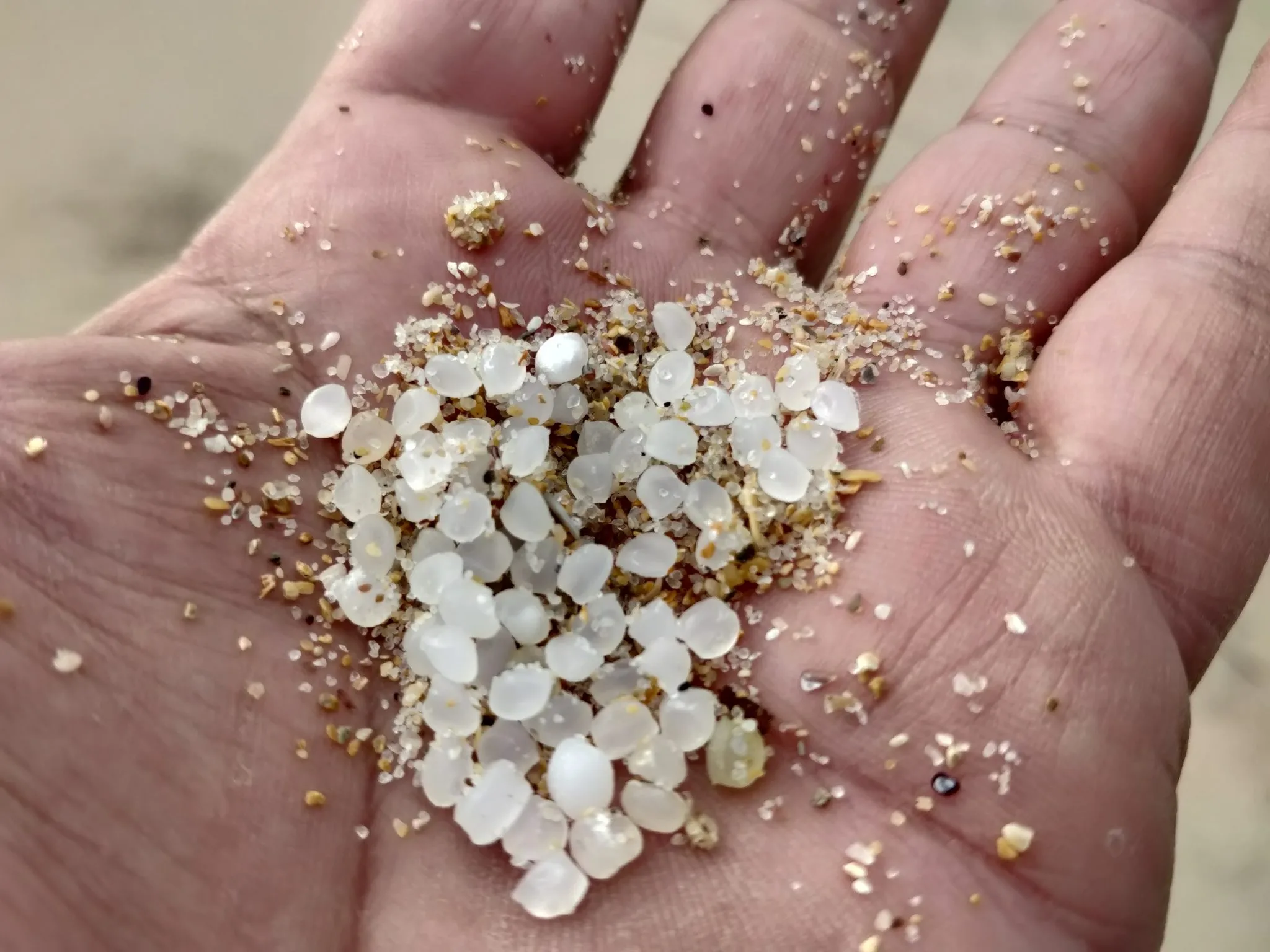 Catástrofes ambientales marinas, vertido de pellets en Galicia