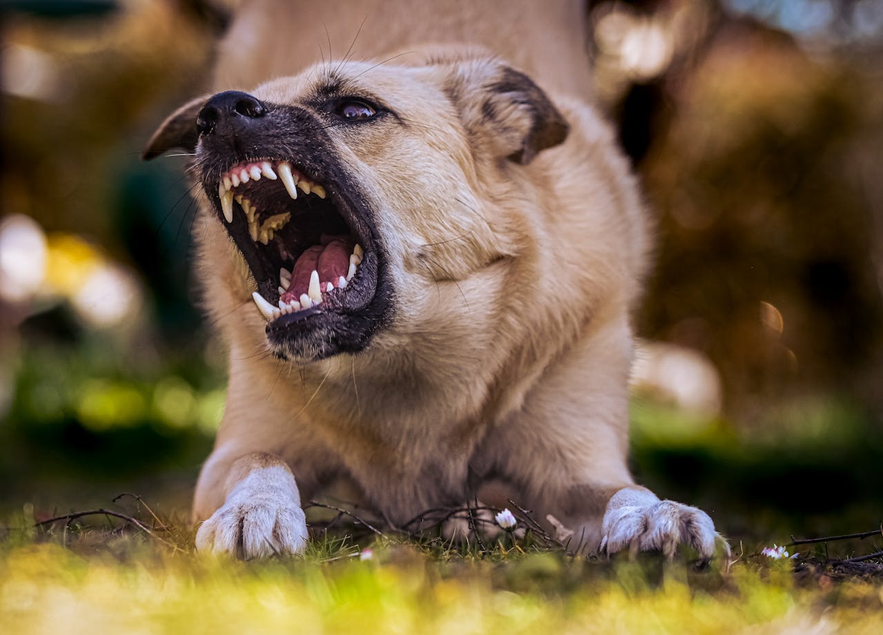 Cuidado con los perros