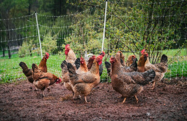 ¿Qué fue antes, el huevo o la gallina?: tenemos la respuesta