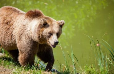 Oso Pardo