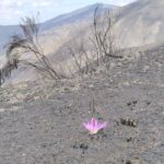 La colorida planta que se asoma al paisaje del Morredero, calcinado por el fuego