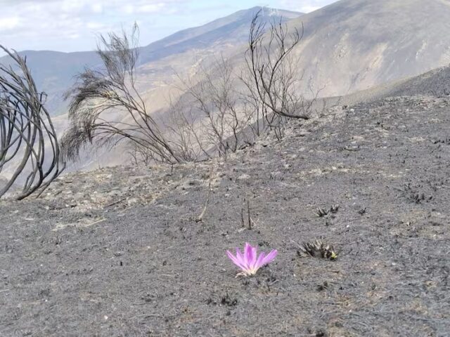 La colorida planta que se asoma al paisaje del Morredero, calcinado por el fuego