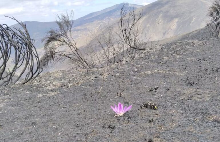 La colorida planta que se asoma al paisaje del Morredero, calcinado por el fuego