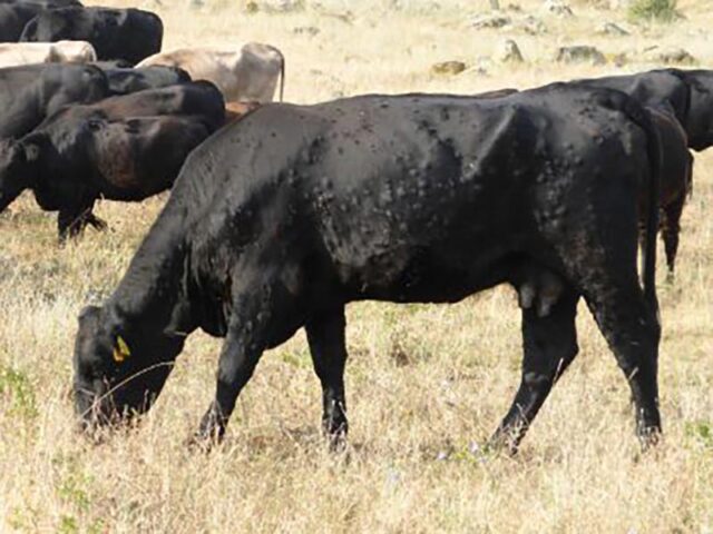 Ferias de ganado cerradas, aves sacrificadas… ¿qué está pasando?